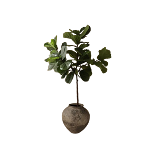 Botané Fiddle Leaf Fig Steli Verde